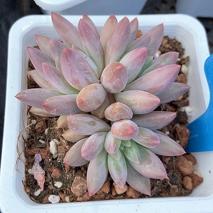 多肉植物车厘子群898