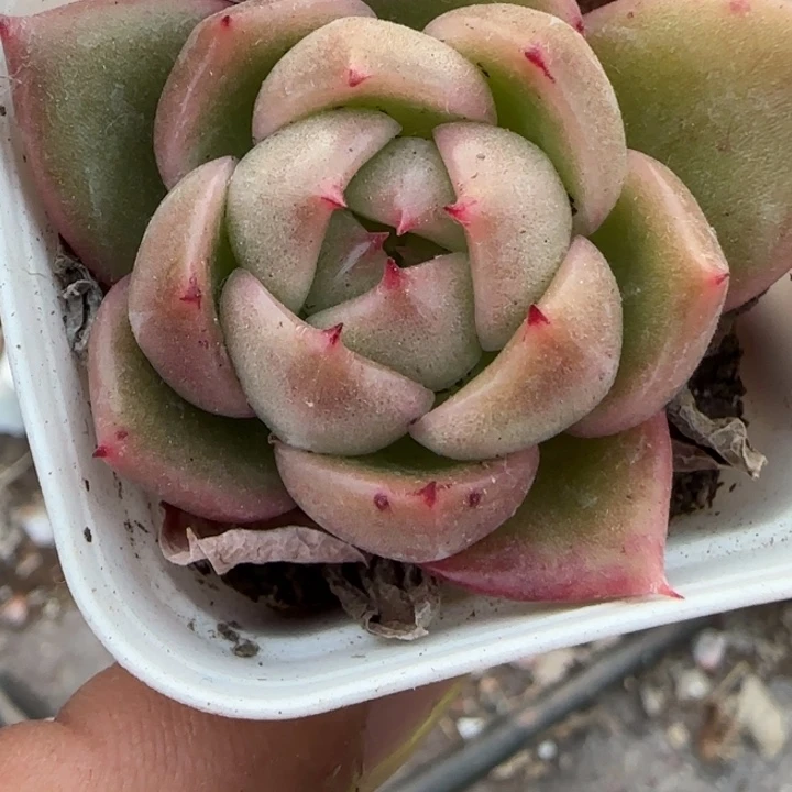 小卡拉米糖心一物一拍