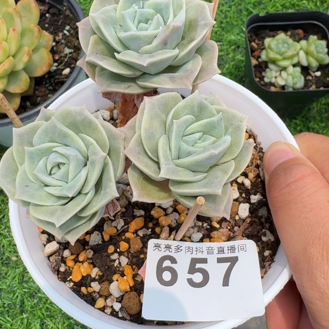 可爱玫瑰         多肉植物