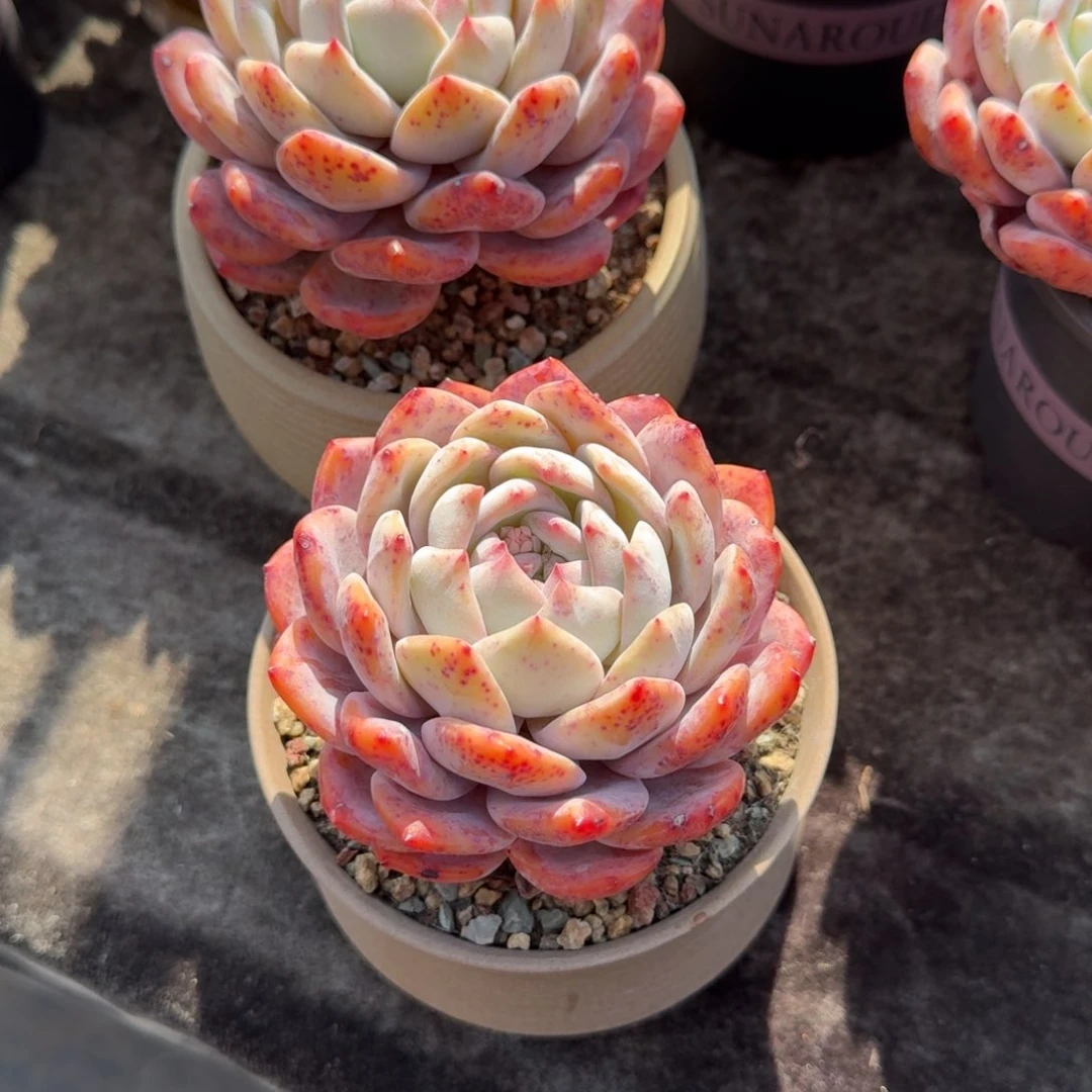 丫*_两个一组，专拍链接