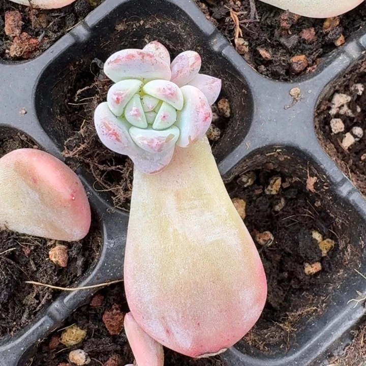 星影一物一拍好看