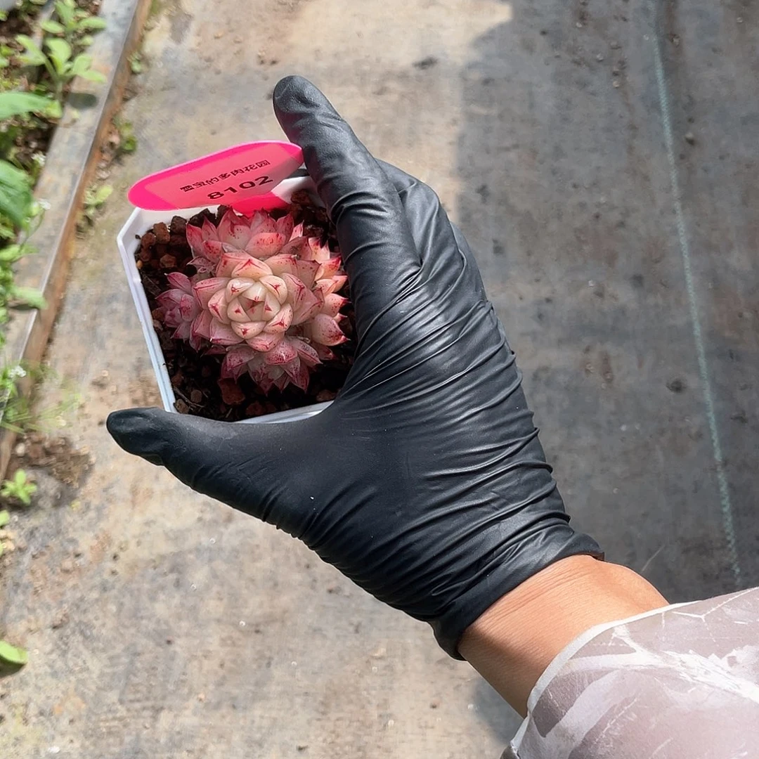 优选麦秆福利8102