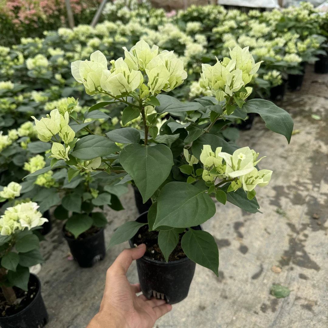 绿樱-花色渐变仙女绿樱三角梅原盆基地直发阳台网红款四季勤花