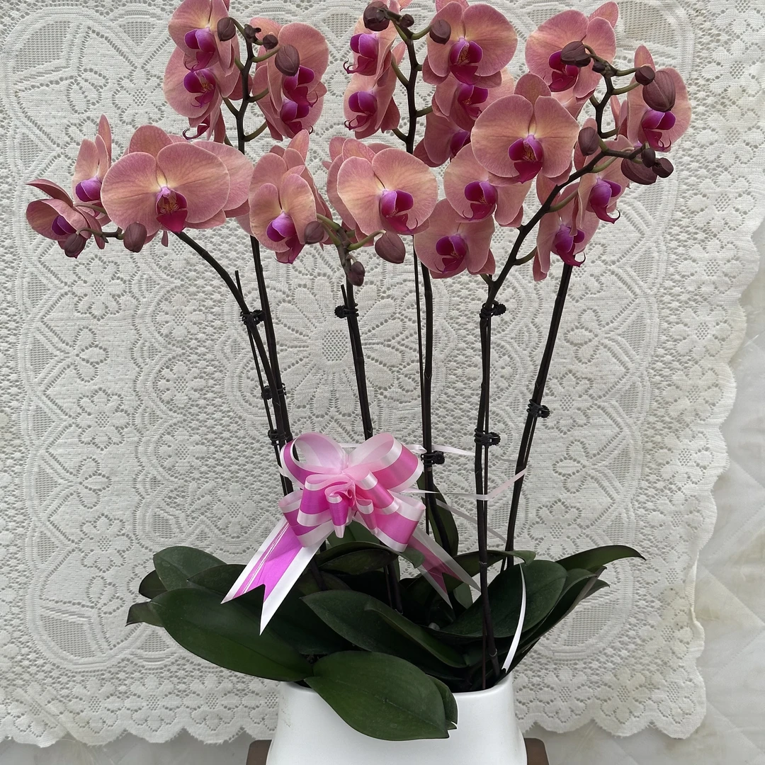 兰馨【欣欣向荣】 蝴蝶兰盆栽 懒人花 室内花卉 花期长 好养活植株