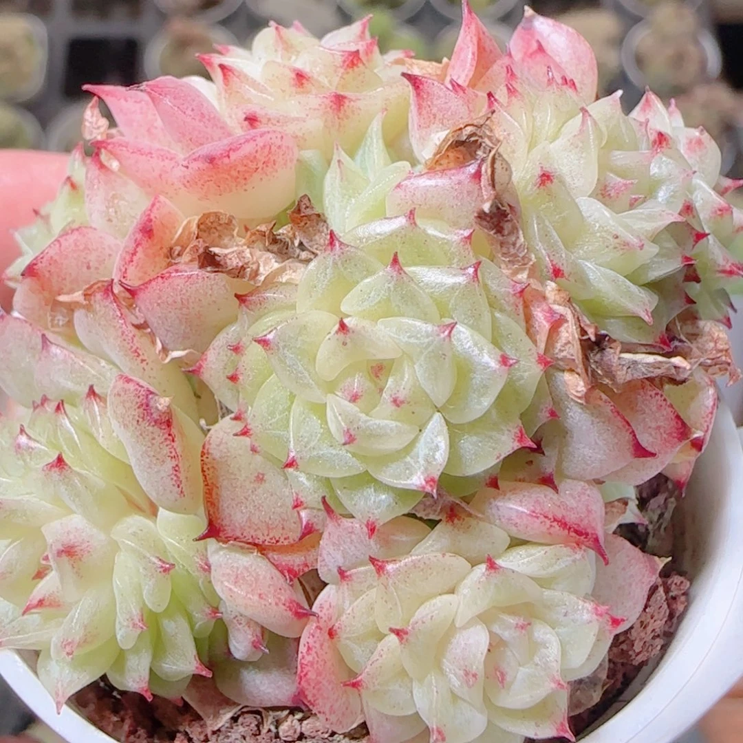 花语逸镜1109-540散