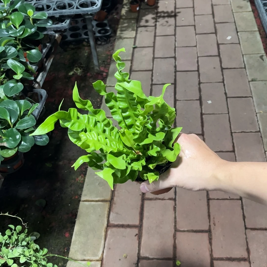 无花朵90杯 小盆火焰鸟巢蕨