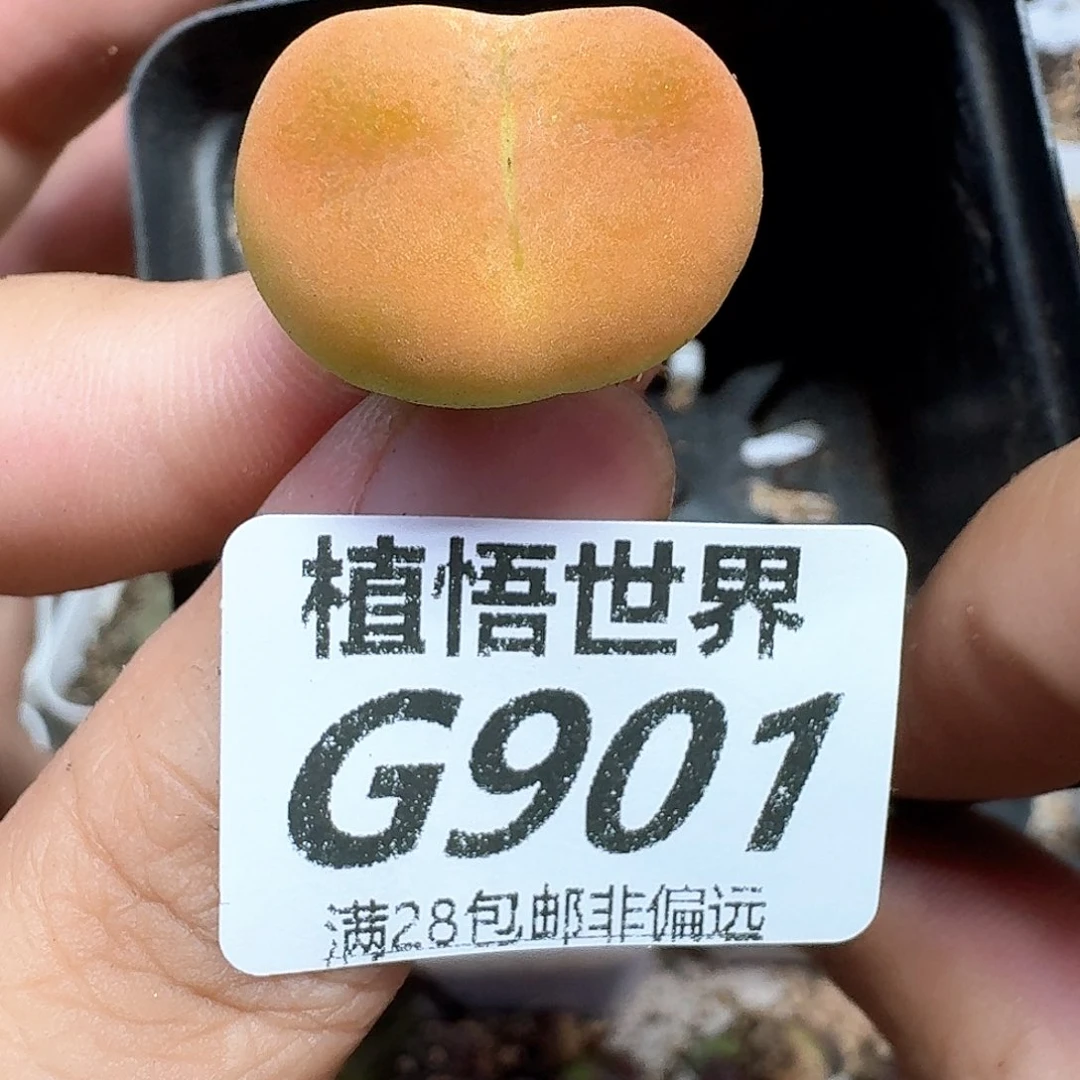 多肉植物多肉植物是vg