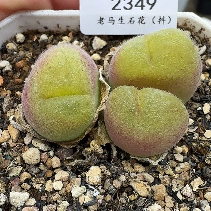 老马生石花毛翠滴2349
