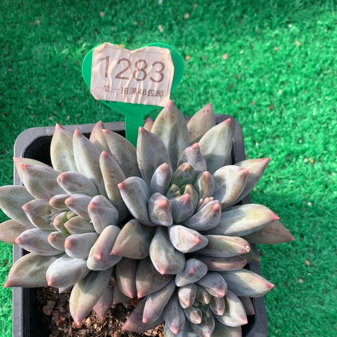 重楼无砍开播福利1283