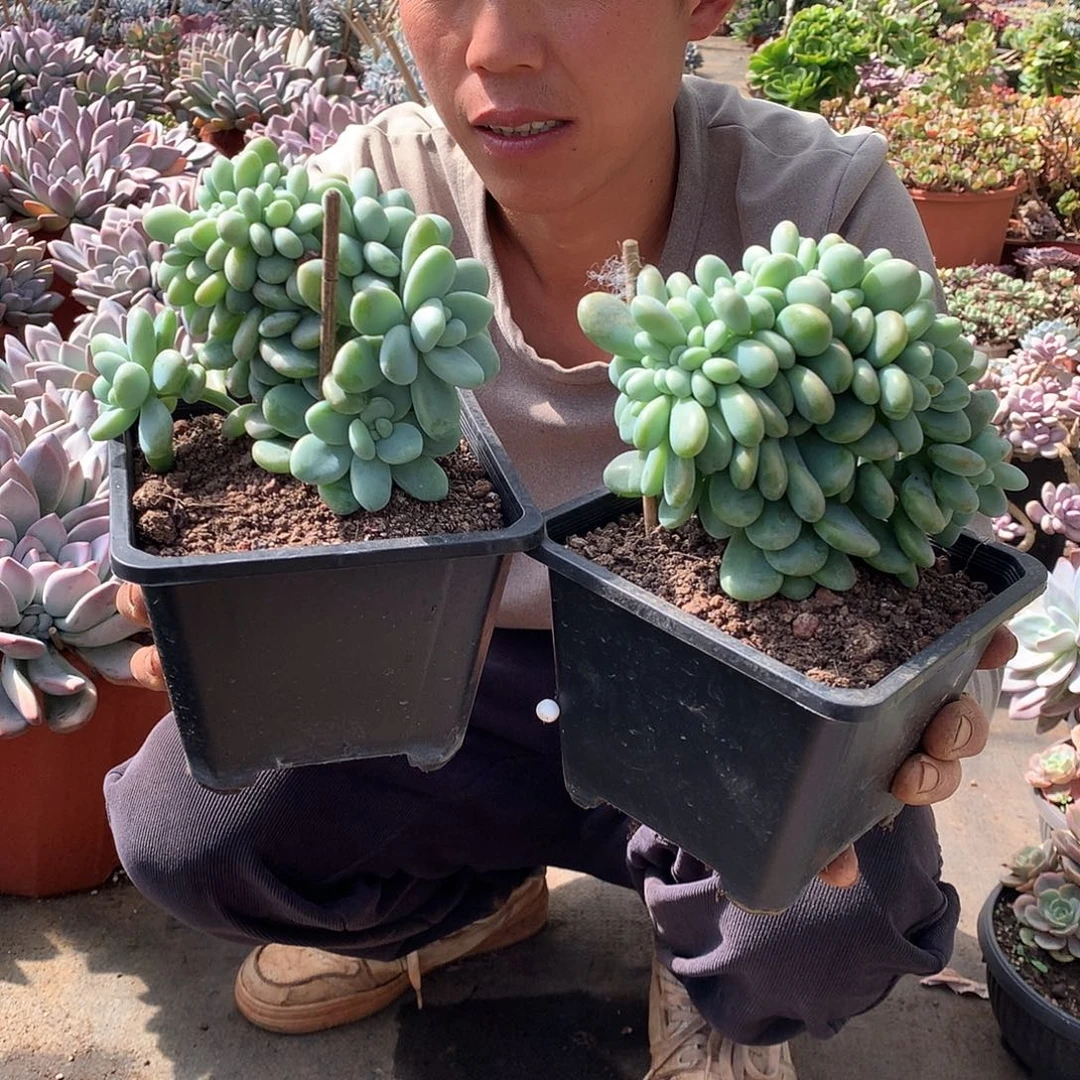 洛神缀化44米 双十一福利 ；