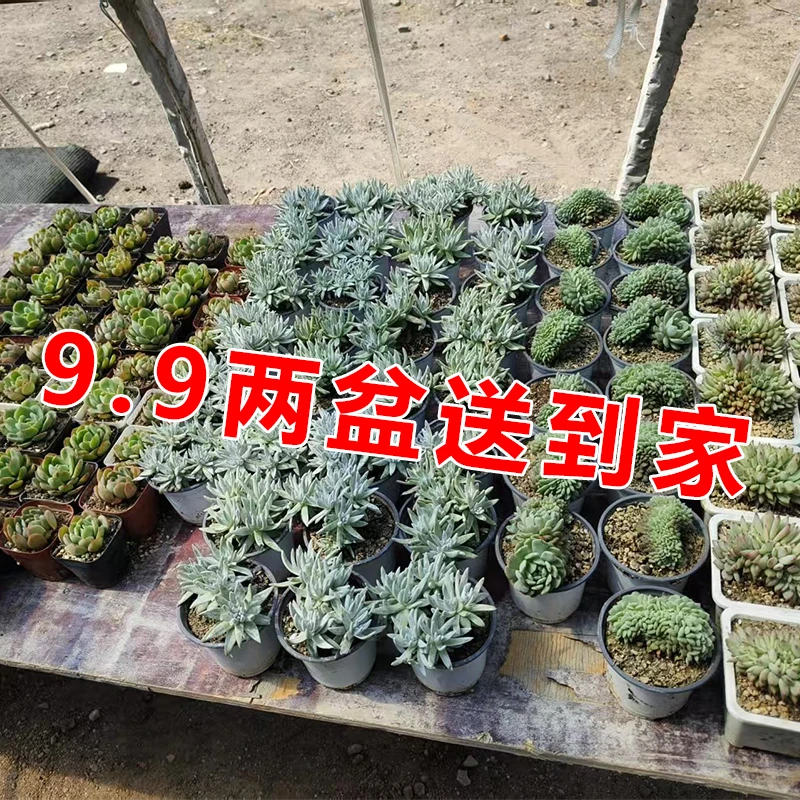多肉植物组合盆栽植物花卉室内带盆红宝石玉露豪华肉肉办公室盆栽
