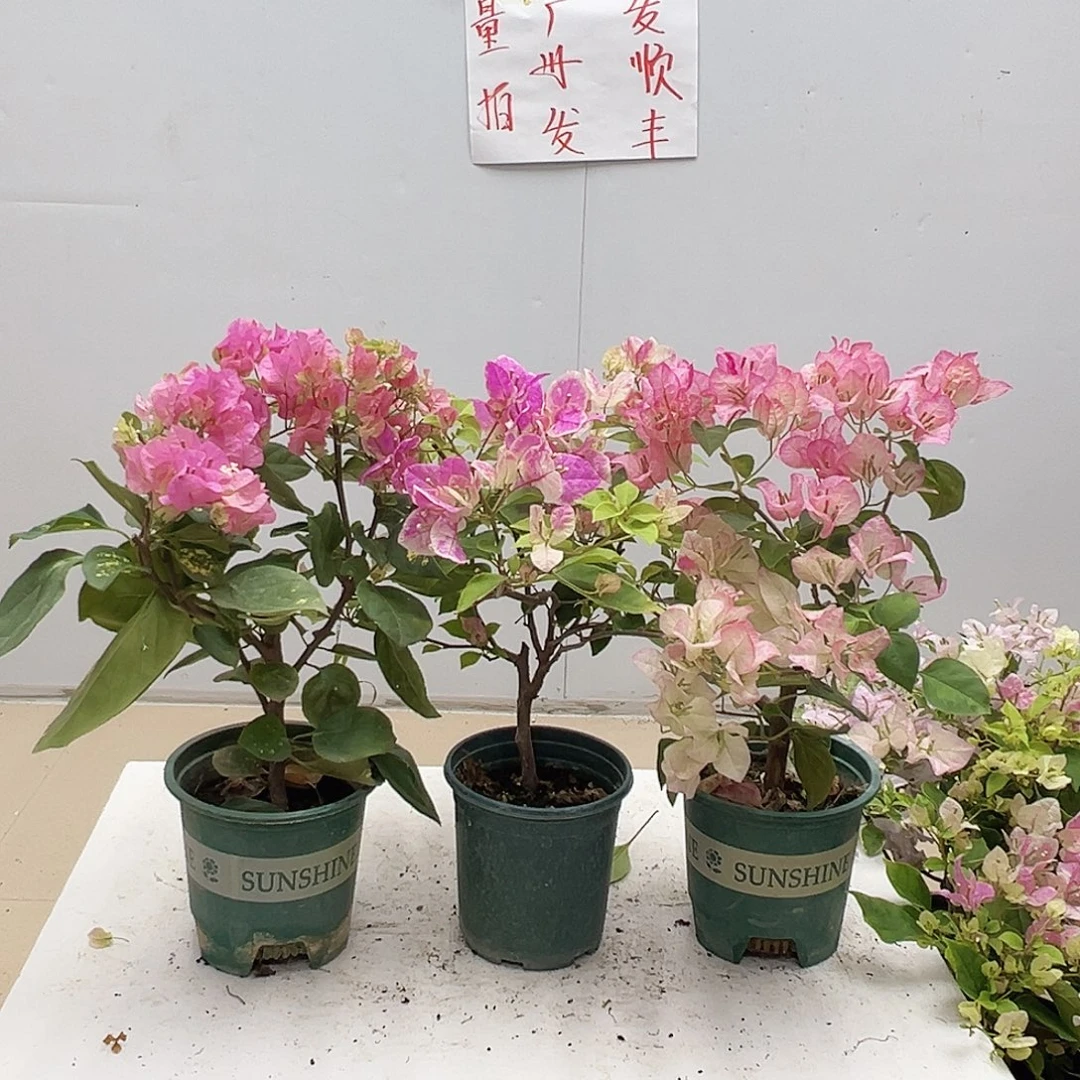 大部分花苞少量开放撒金粉，章红英，五宝组合