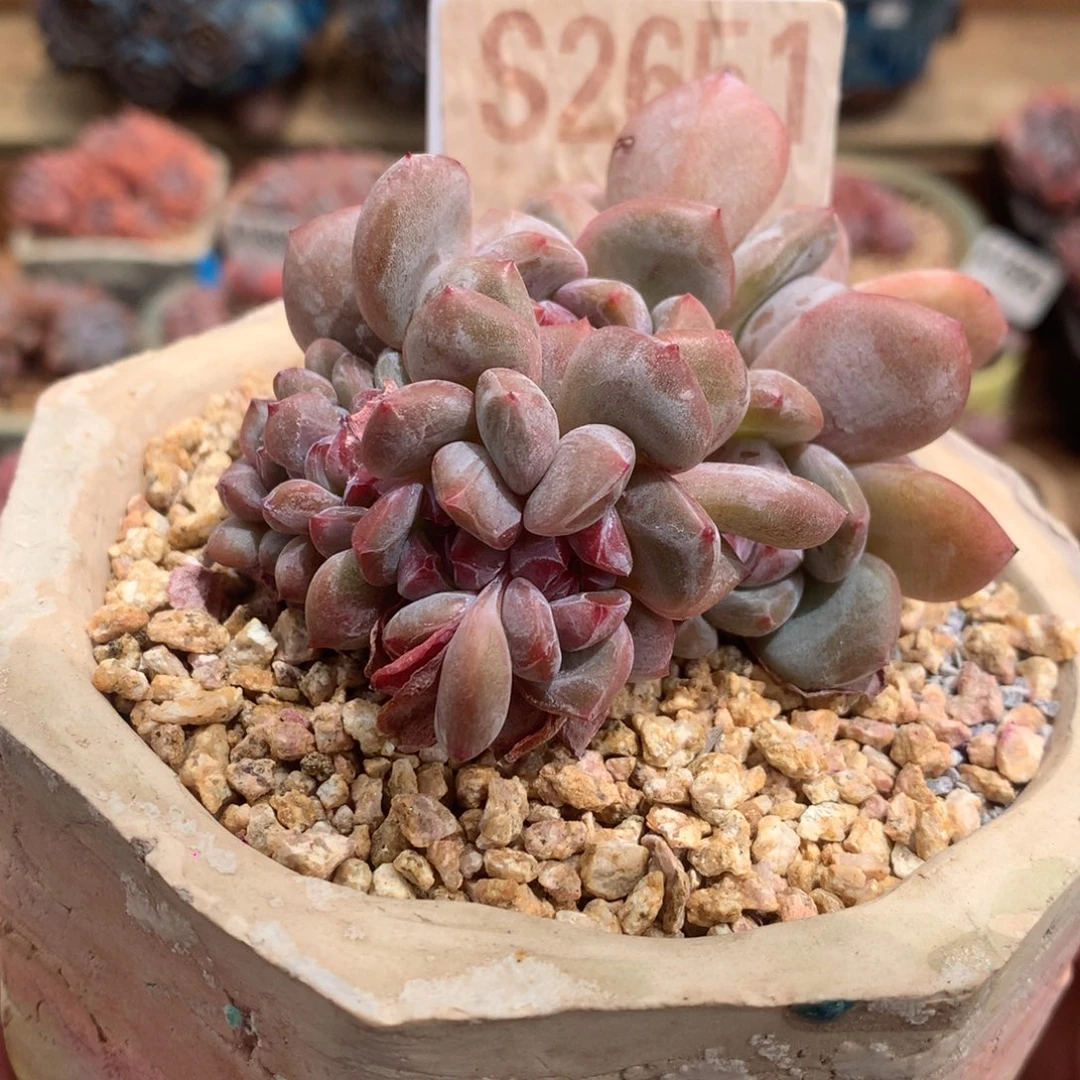 S2651 星影群缀 有砍 8.5cm