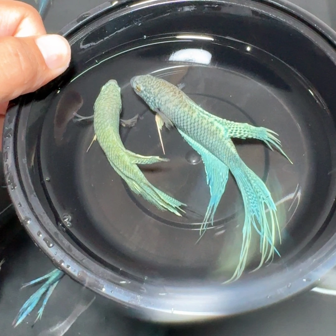 斗鱼直播间对图蓝蛇27