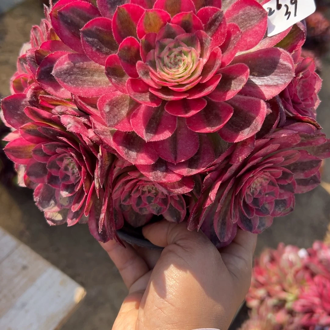 39荔枝多肉植物系