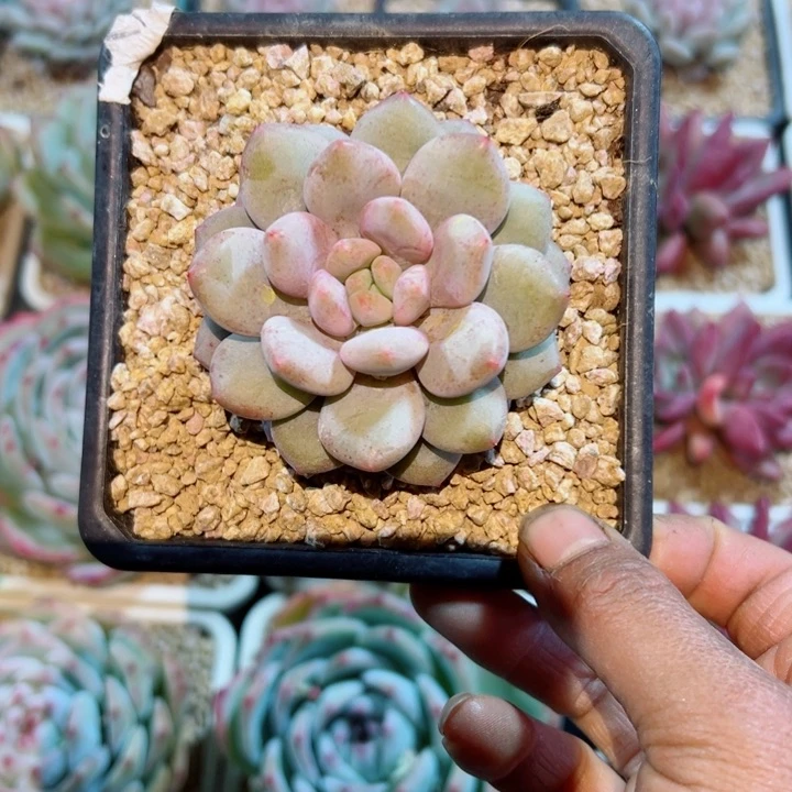 精品多肉植物老桩