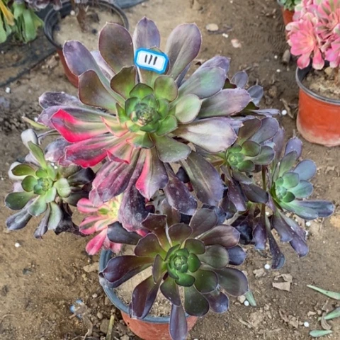 花蝴蝶捧花一物一拍