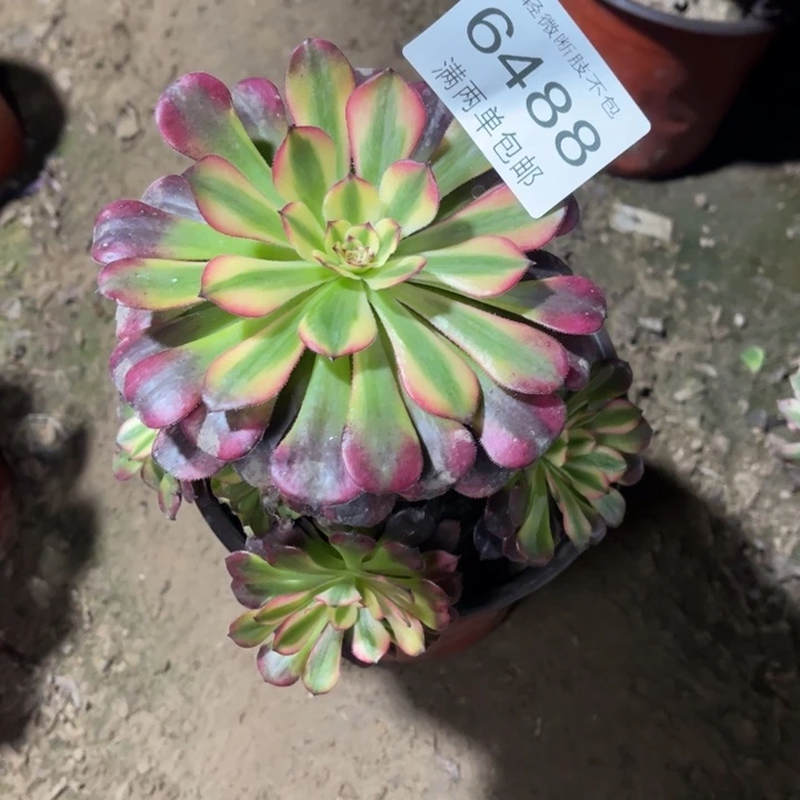 6488月蝉的人多肉的人