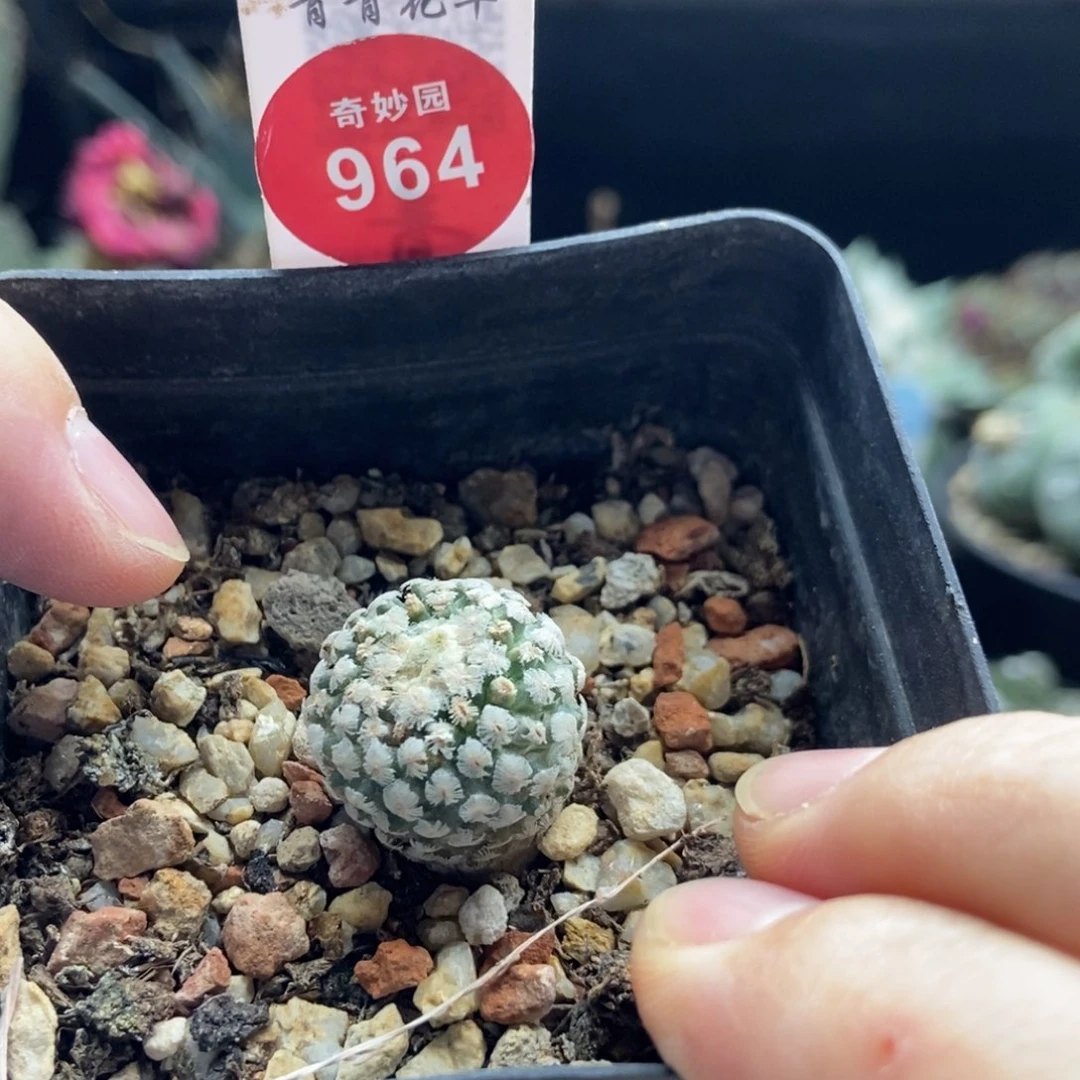 实生蔷薇丸一颗仙人球