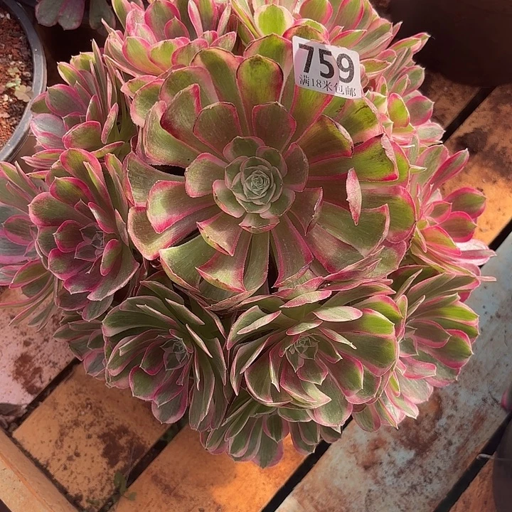 759孔雀翎诺米多肉法师锦不包侧枝断枝