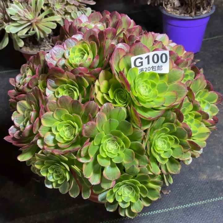 瑞妈一物一拍100