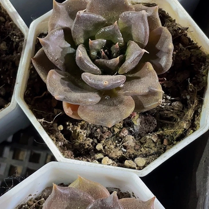 八角盆黑饺子带盆土