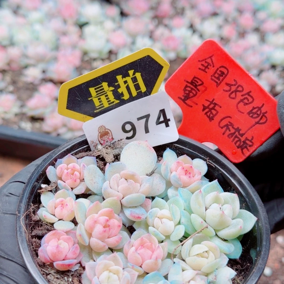 多肉植物多肉植物