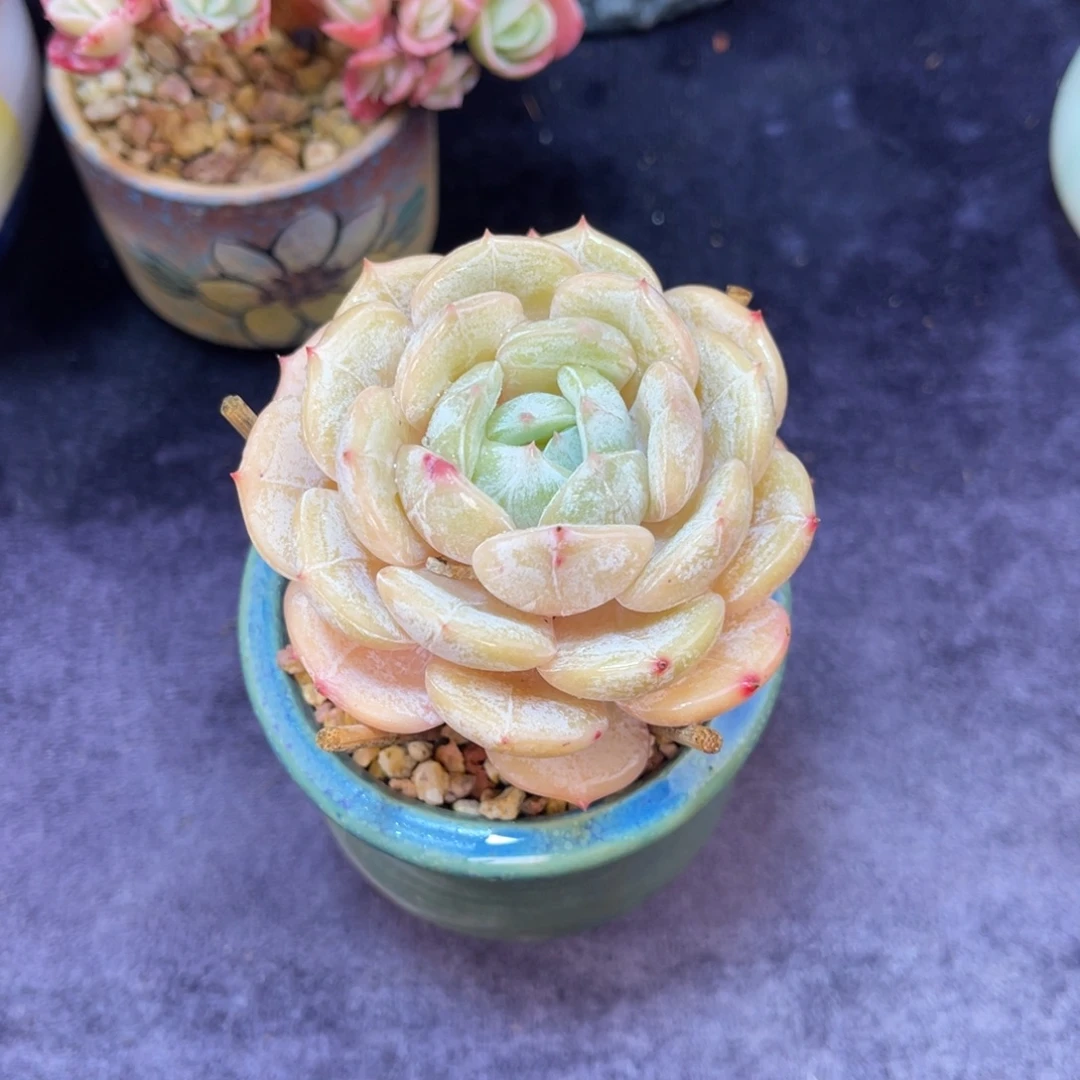 劳林 七公分 带盆