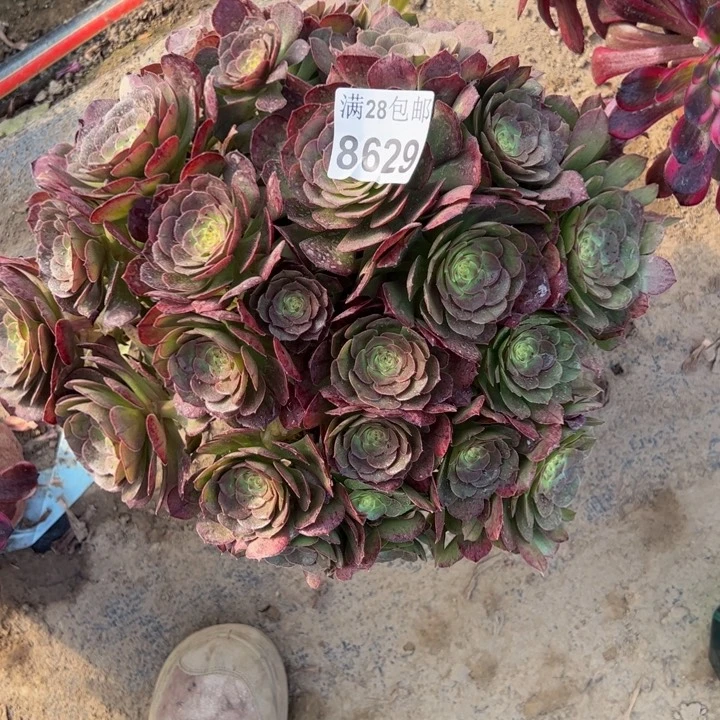 8629万圣节不包损多肉植物