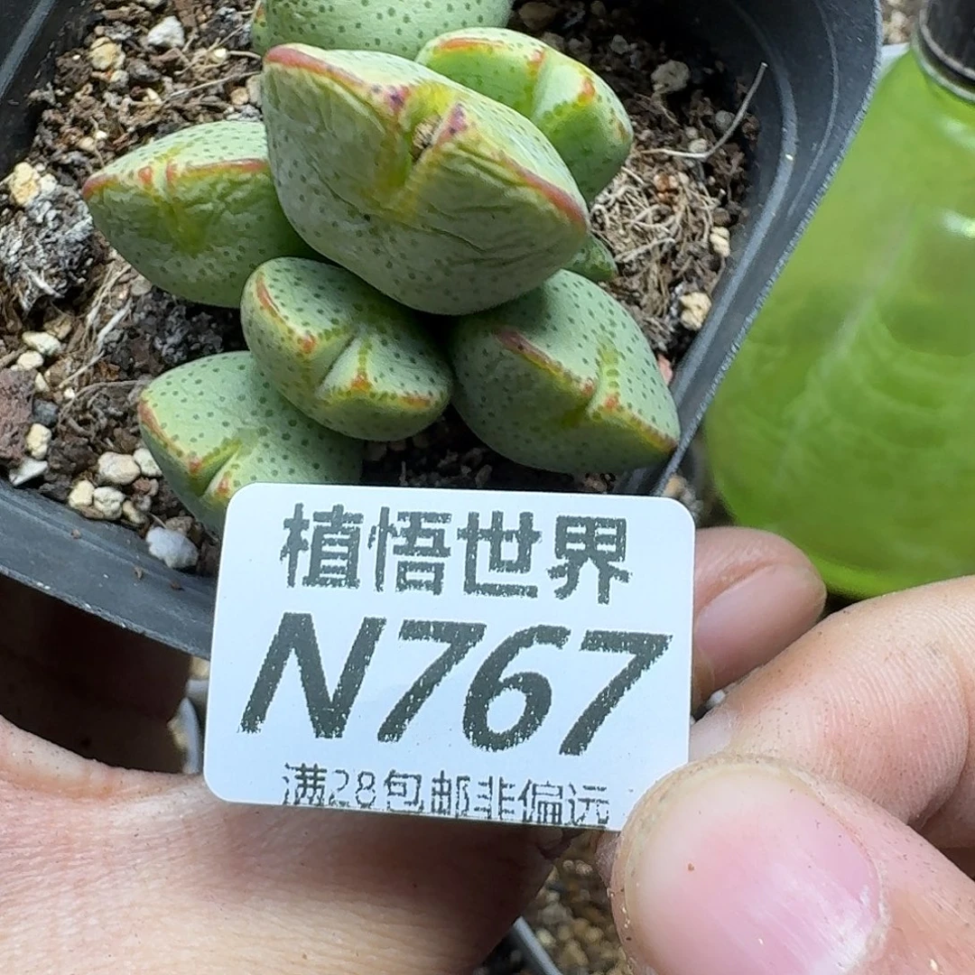 的W的最搞ghjkkkk