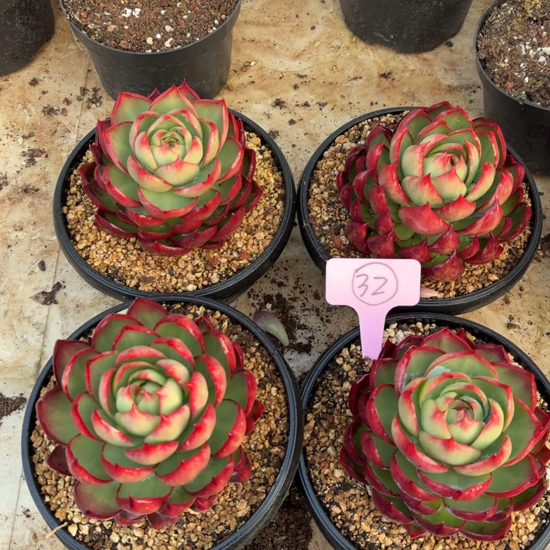 精工仙子好看好看32号