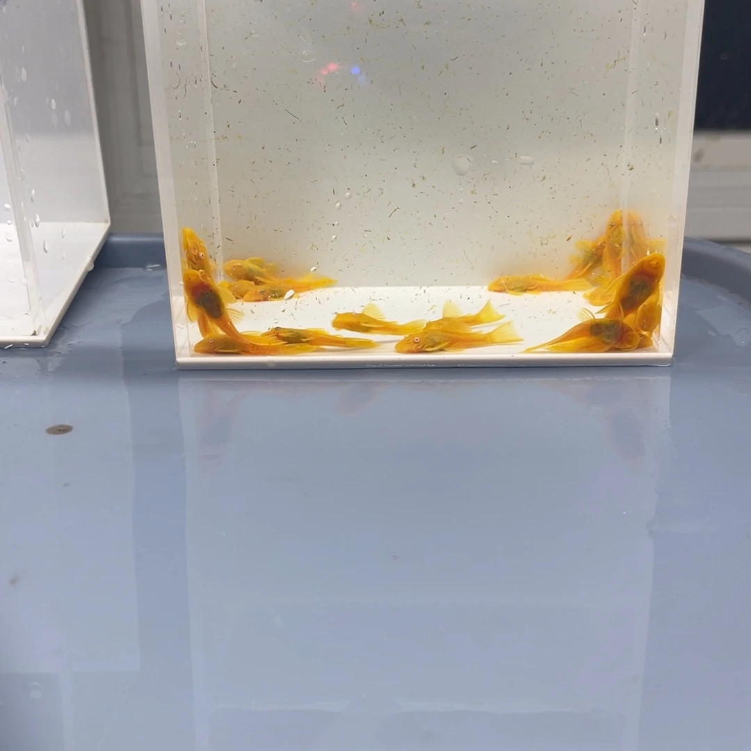 孔雀鱼小胡子20条开箱视频报损