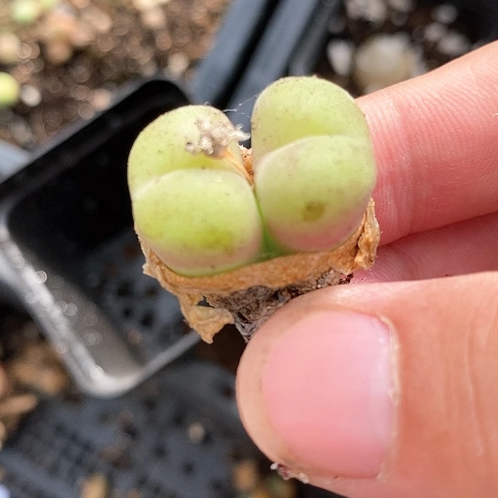 1111孔卡佛双头一颗