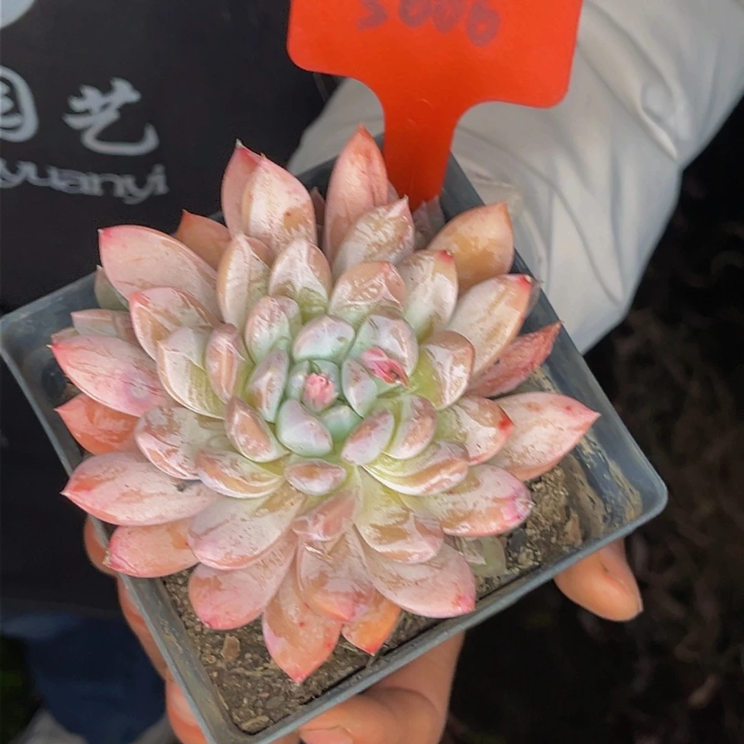 3006号晚上多肉植物群生多肉