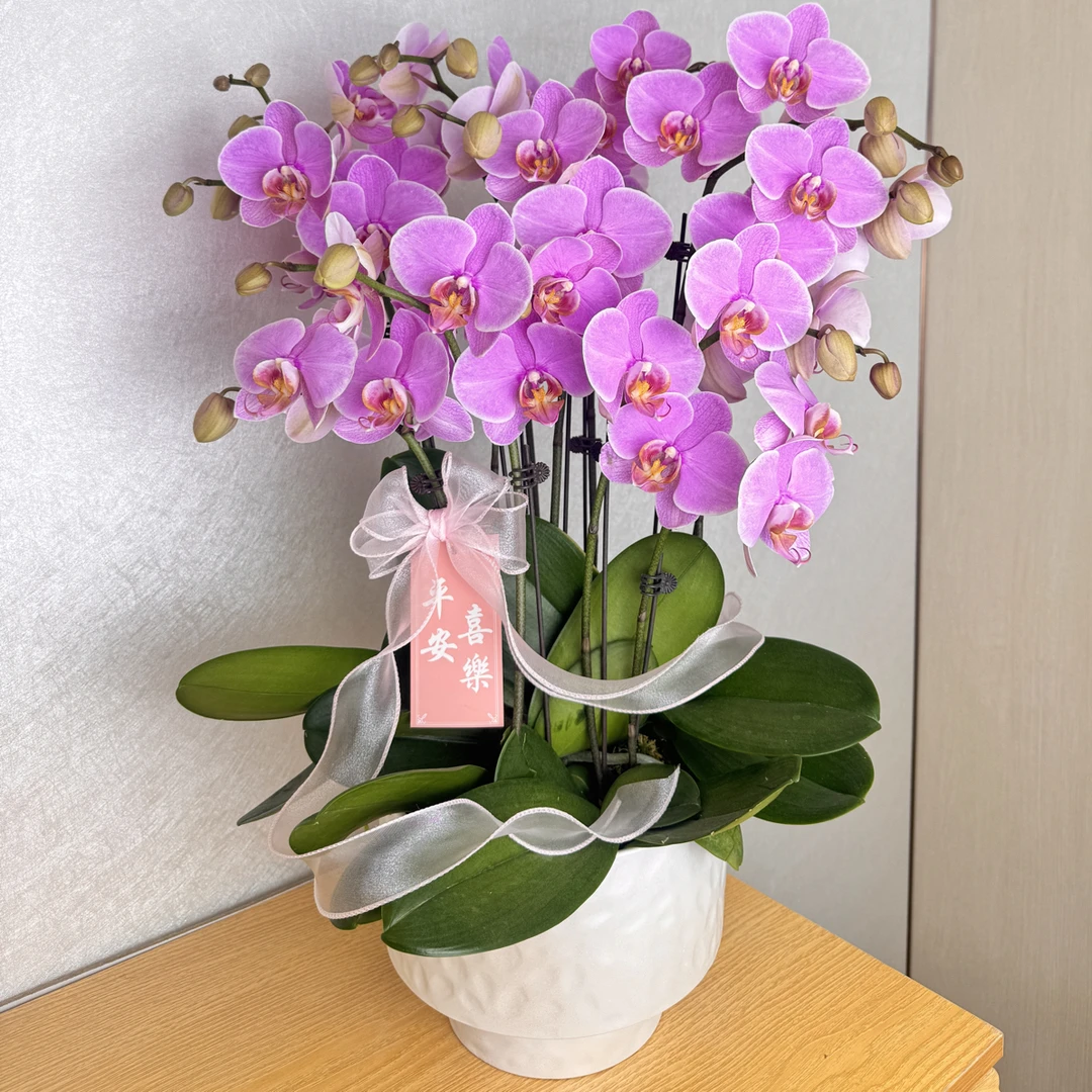 《玫瑰公主》浪漫粉色高端蝴蝶兰 室内高端送礼花卉摆件