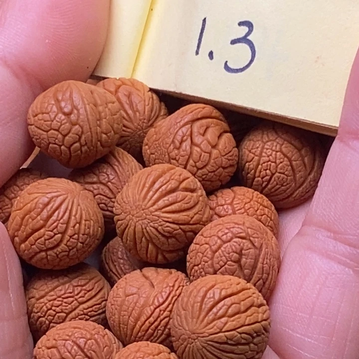 秦岭龙纹桃核18颗