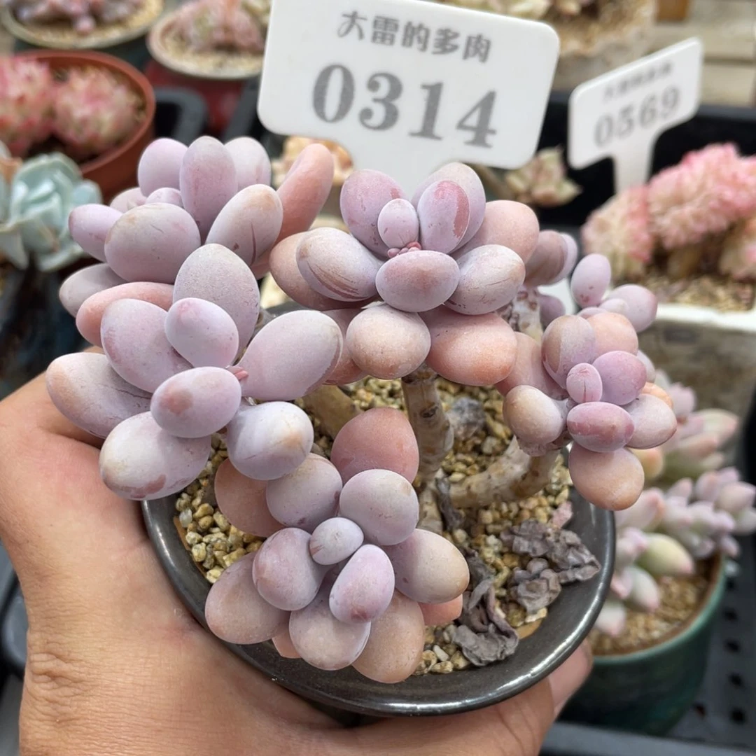 0314桃蛋不带盆12厘米