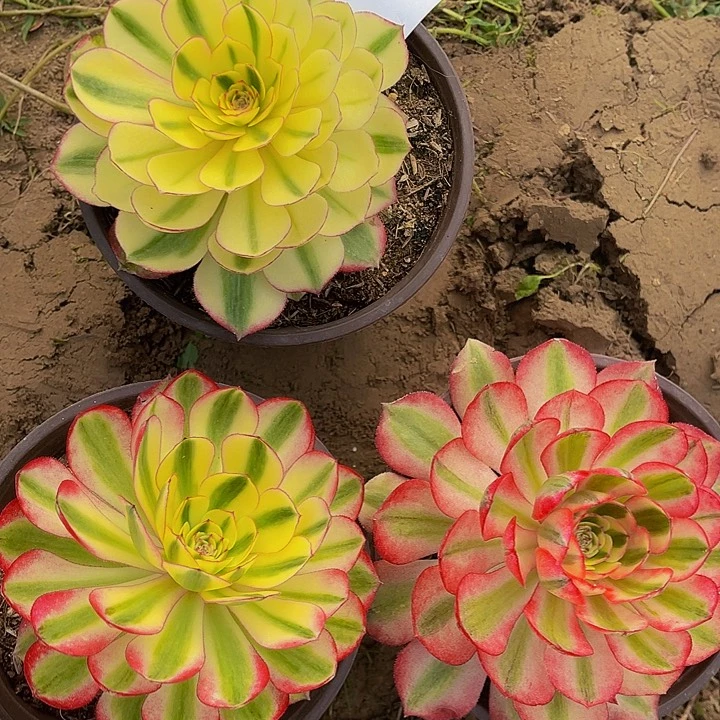 法师锦倾城多肉1颗681