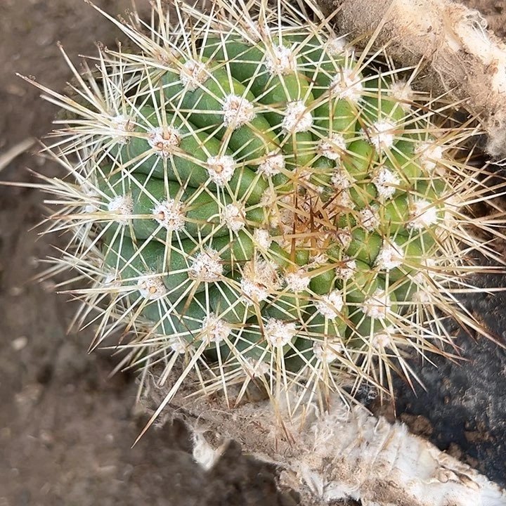 用****9清清雅倩侧牙凉好带毛毛