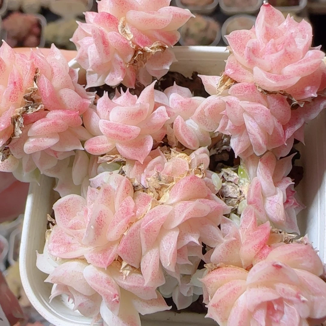 花语多肉1228-49整