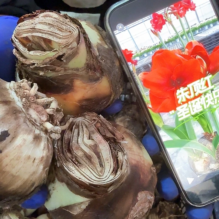 3颗装，圣诞快乐，天天快乐，直径 7-8厘米，残次或者残留花杆