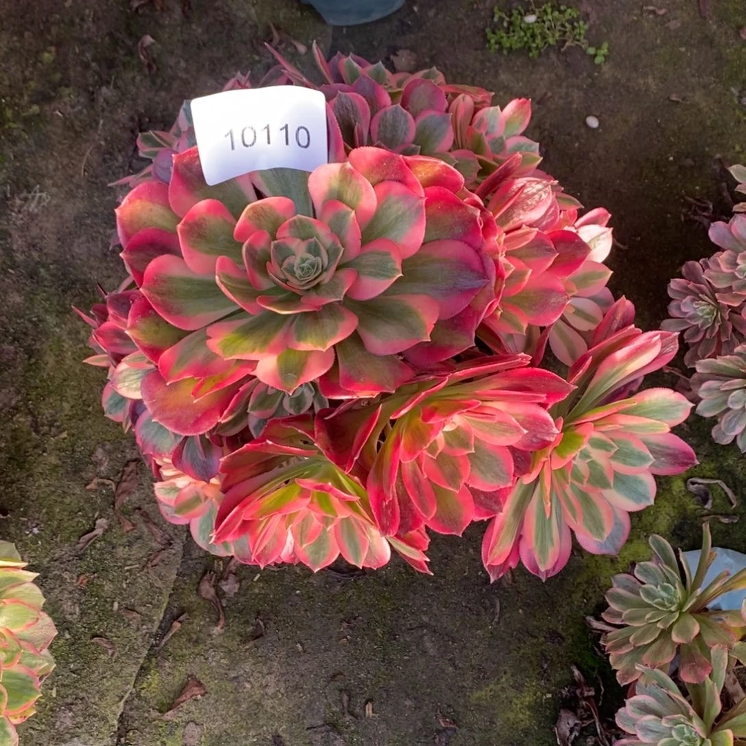 粉女郎多肉1颗多肉10110号