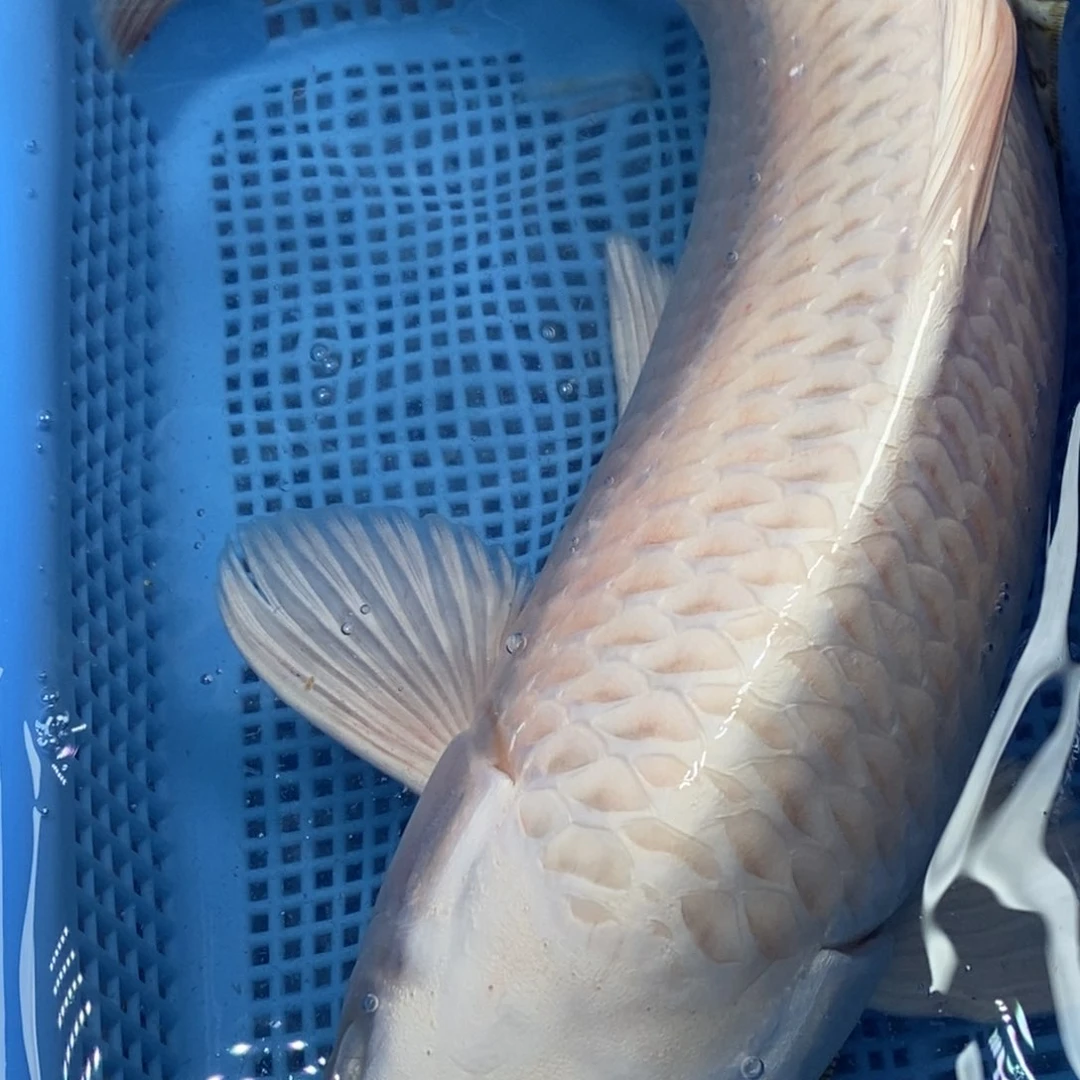 锦鲤冷水锦鲤包邮