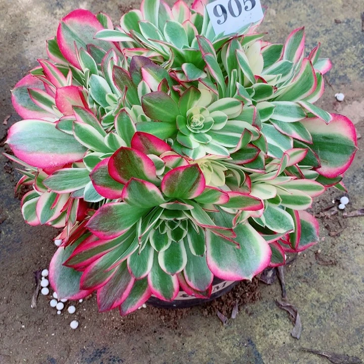 岁**风多肉植物905倾城