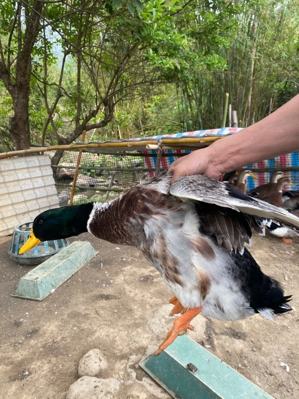 山坑溪水瘦身180天青头鸭肉质鲜嫩原汁原味顺丰冷链