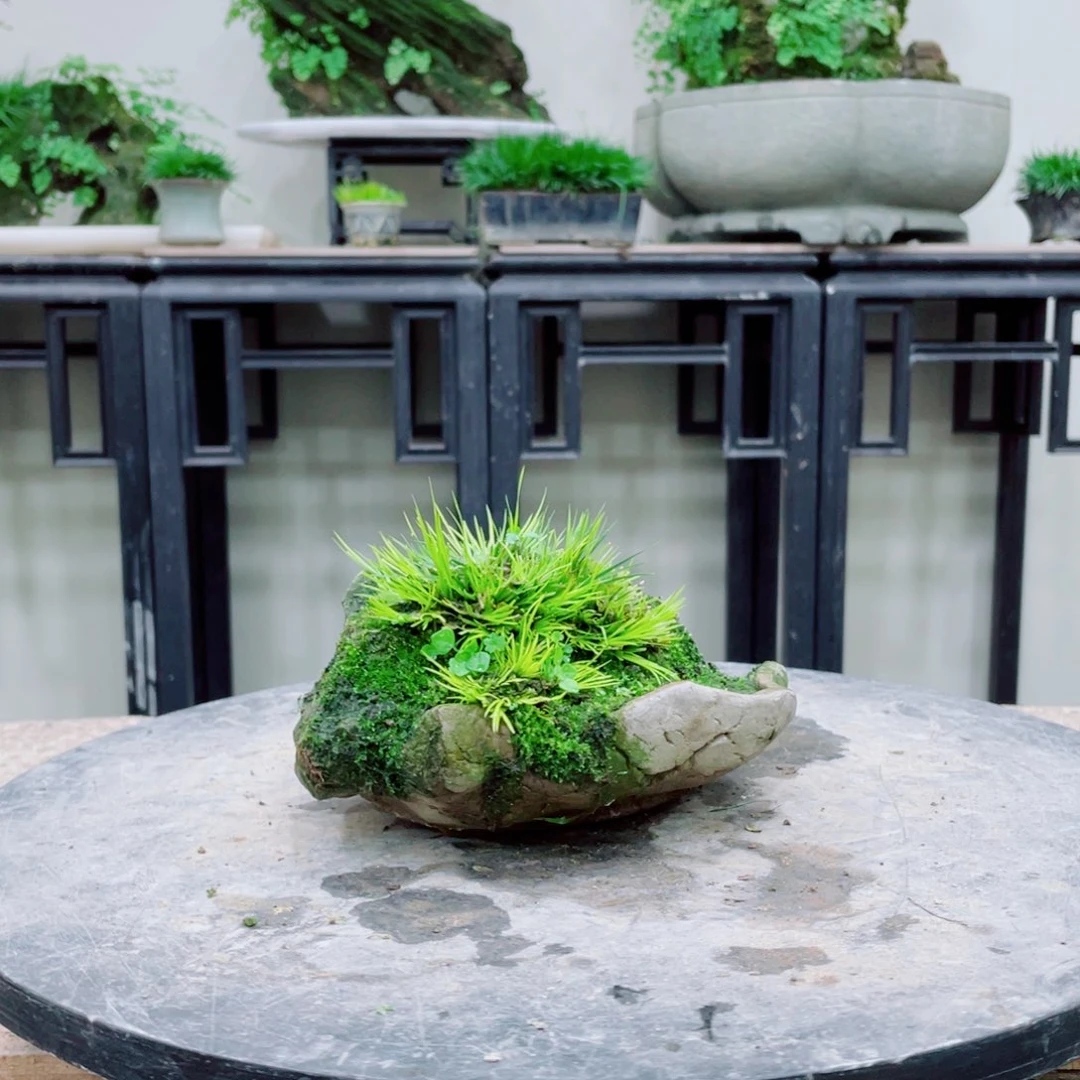 无铅玻璃八*铁线蕨的一个分支是一