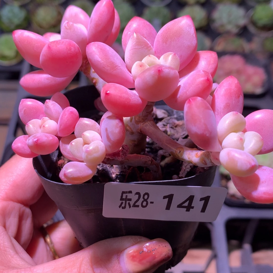 乐然28-141 洛神群