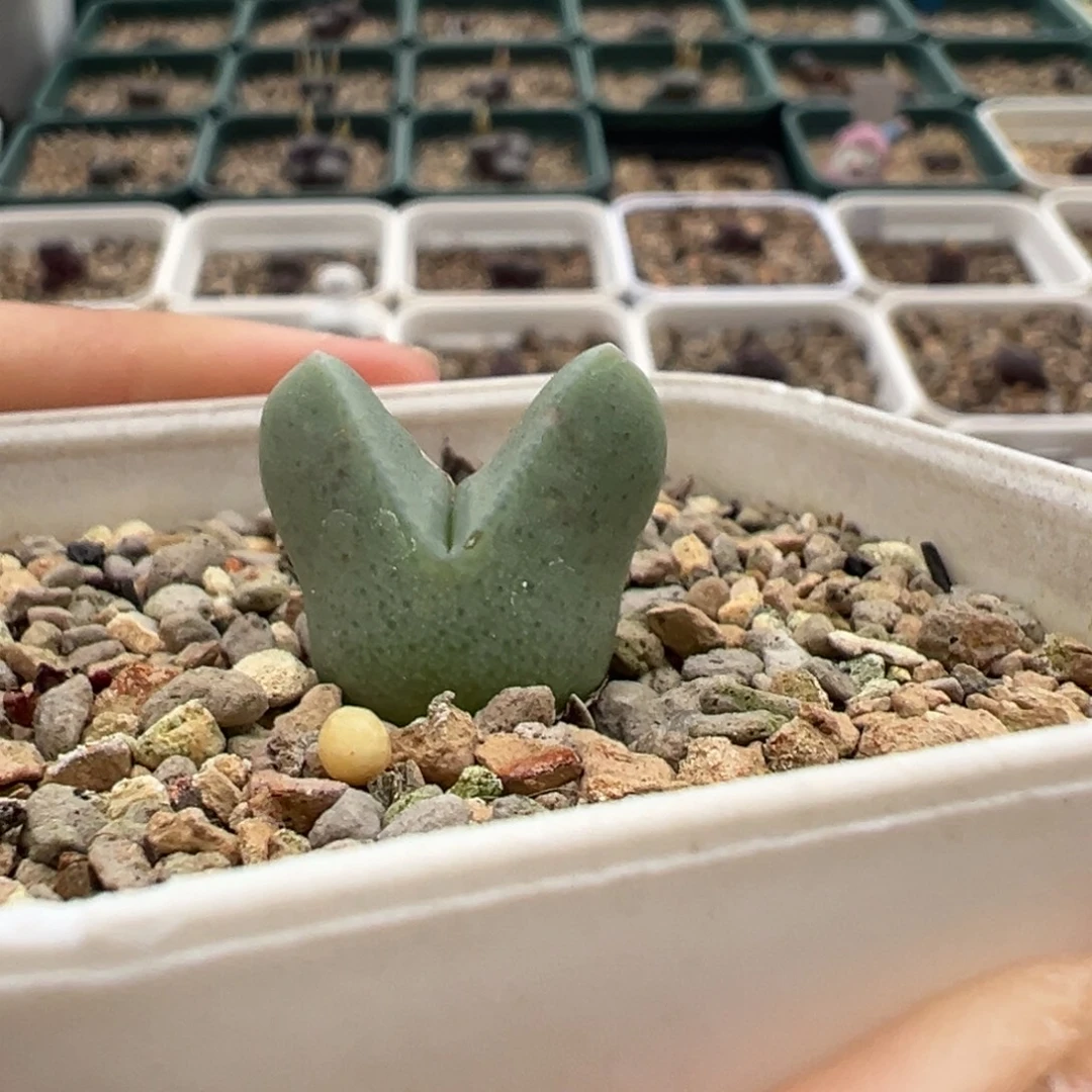 大肚子翼杂 多肉植物