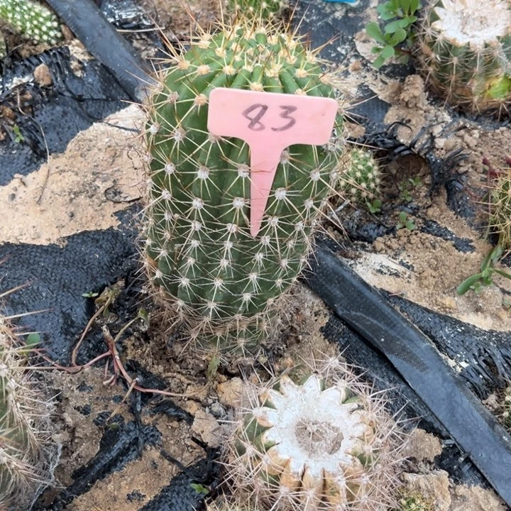 清清34底部瑕疵83号