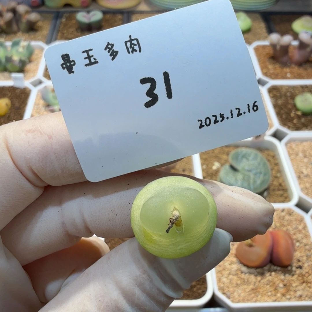 D***.多肉多肉多肉12.16-031
